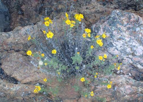 Image of hairy false goldenaster