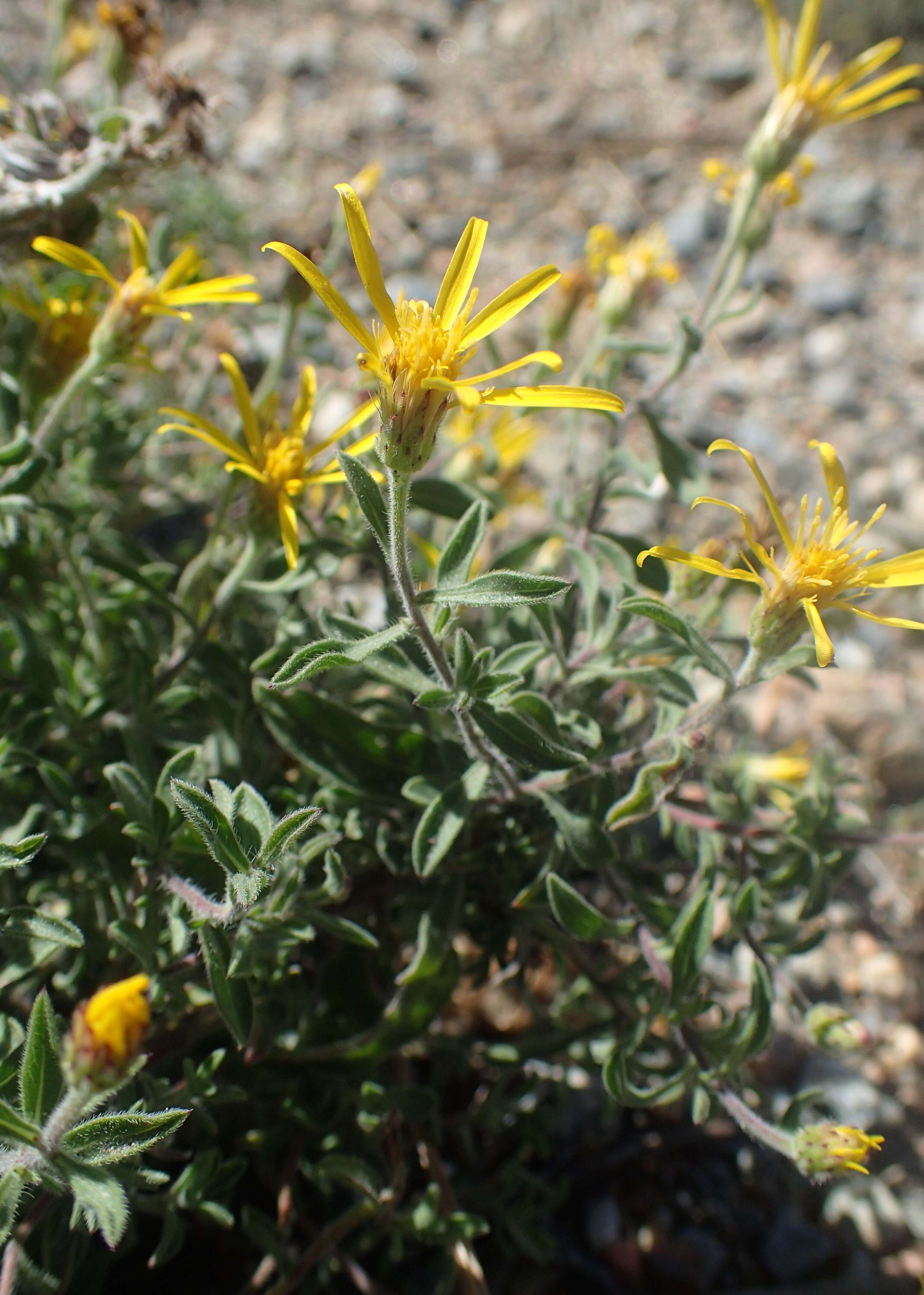 Image of hairy false goldenaster