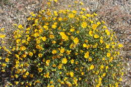 Image of Curly-cup gumweed