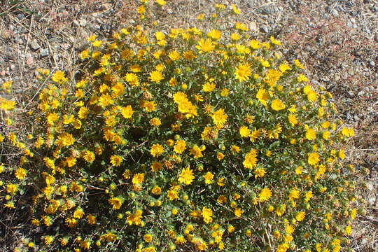 Image of Curly-cup gumweed