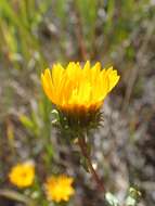 Image of Curly-cup gumweed