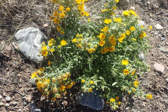 Image of Curly-cup gumweed