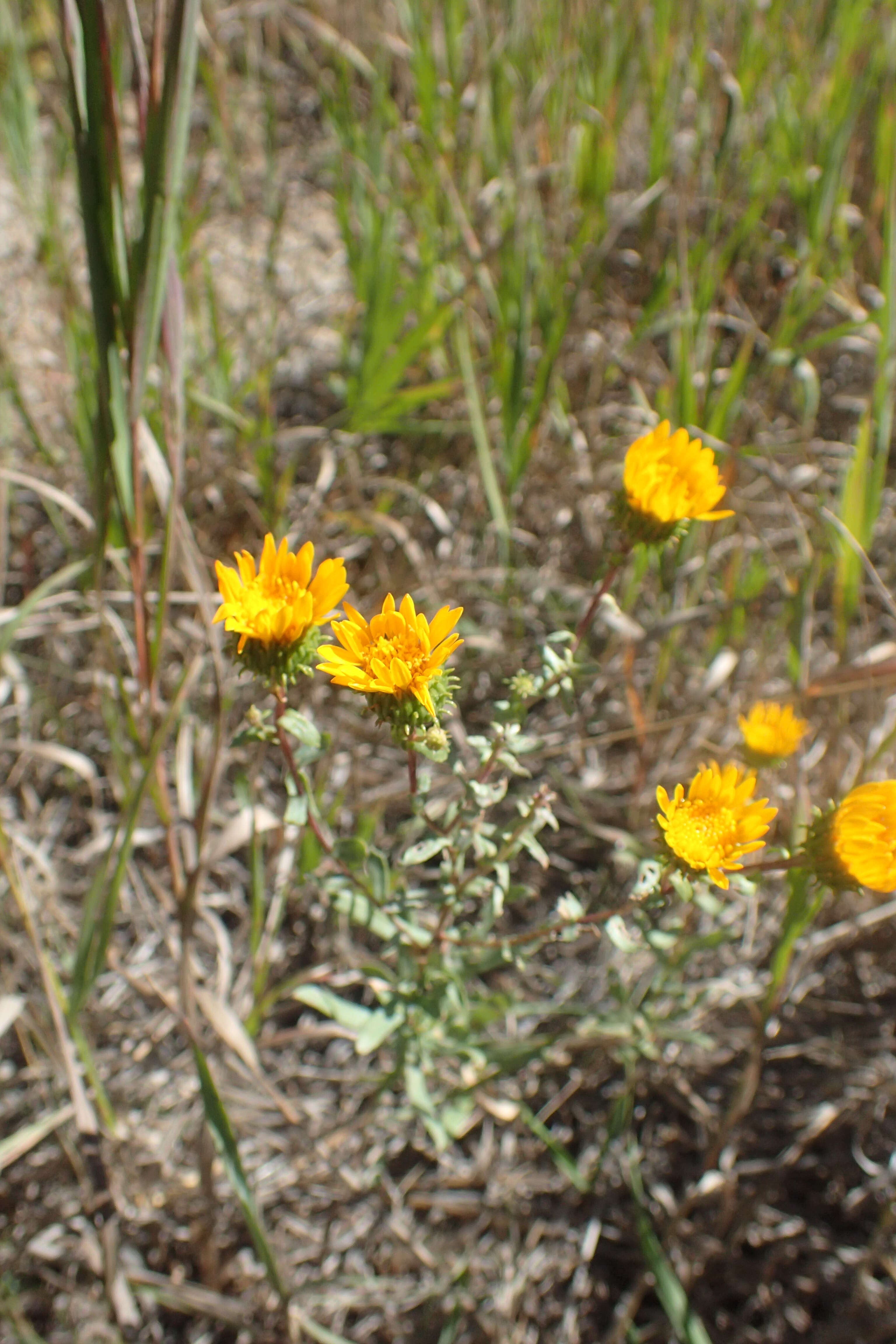 Image of Curly-cup gumweed