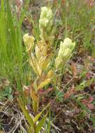 Image of Labrador Indian paintbrush