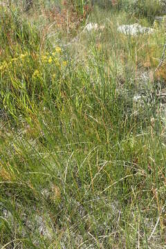 Image of smooth horsetail