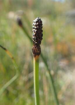 Image of smooth horsetail