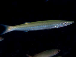 Image of Obtuse barracuda