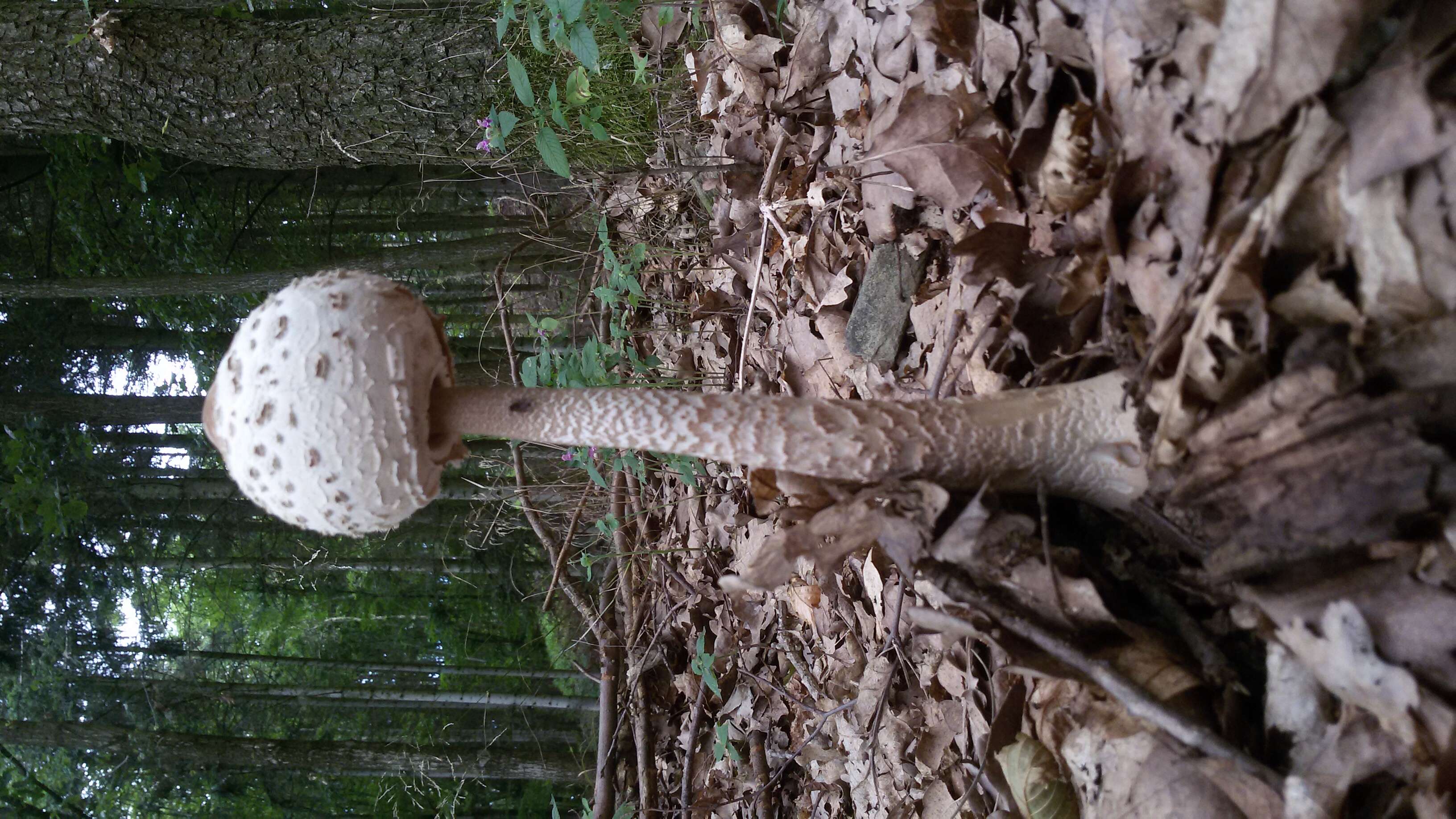 Image of Macrolepiota procera (Scop.) Singer 1948