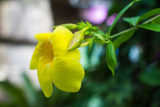 Image of golden trumpet