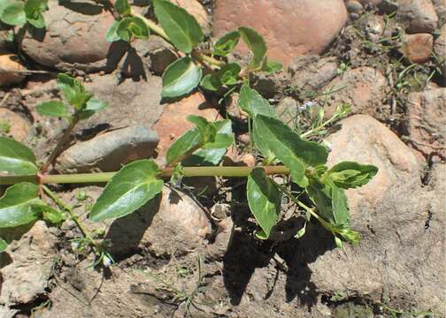 Image of American speedwell