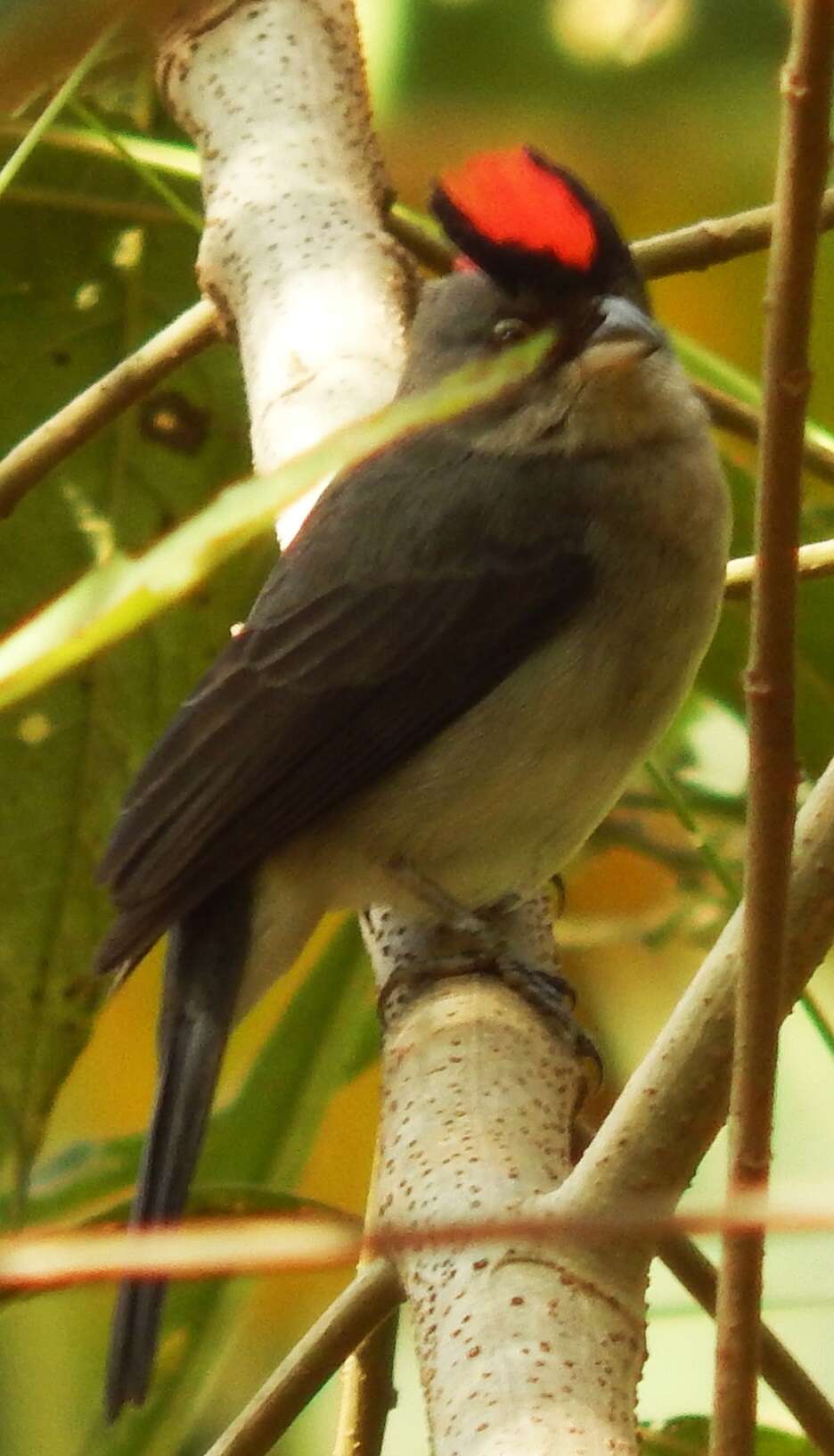 Image of Grey Pileated Finch