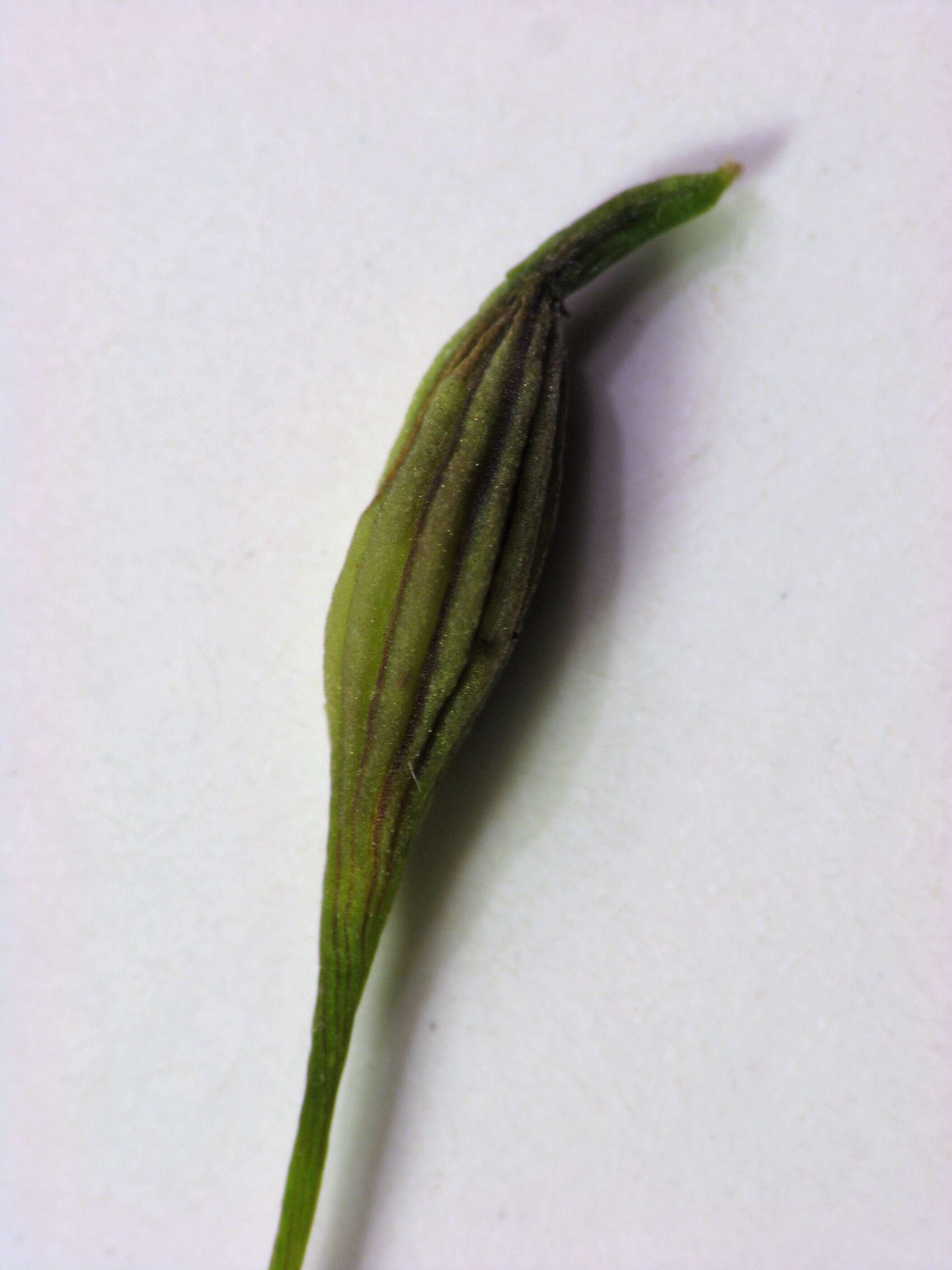 Image of Rhopalomyia pedicellata Felt 1908