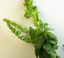 Image of wrinkleleaf goldenrod