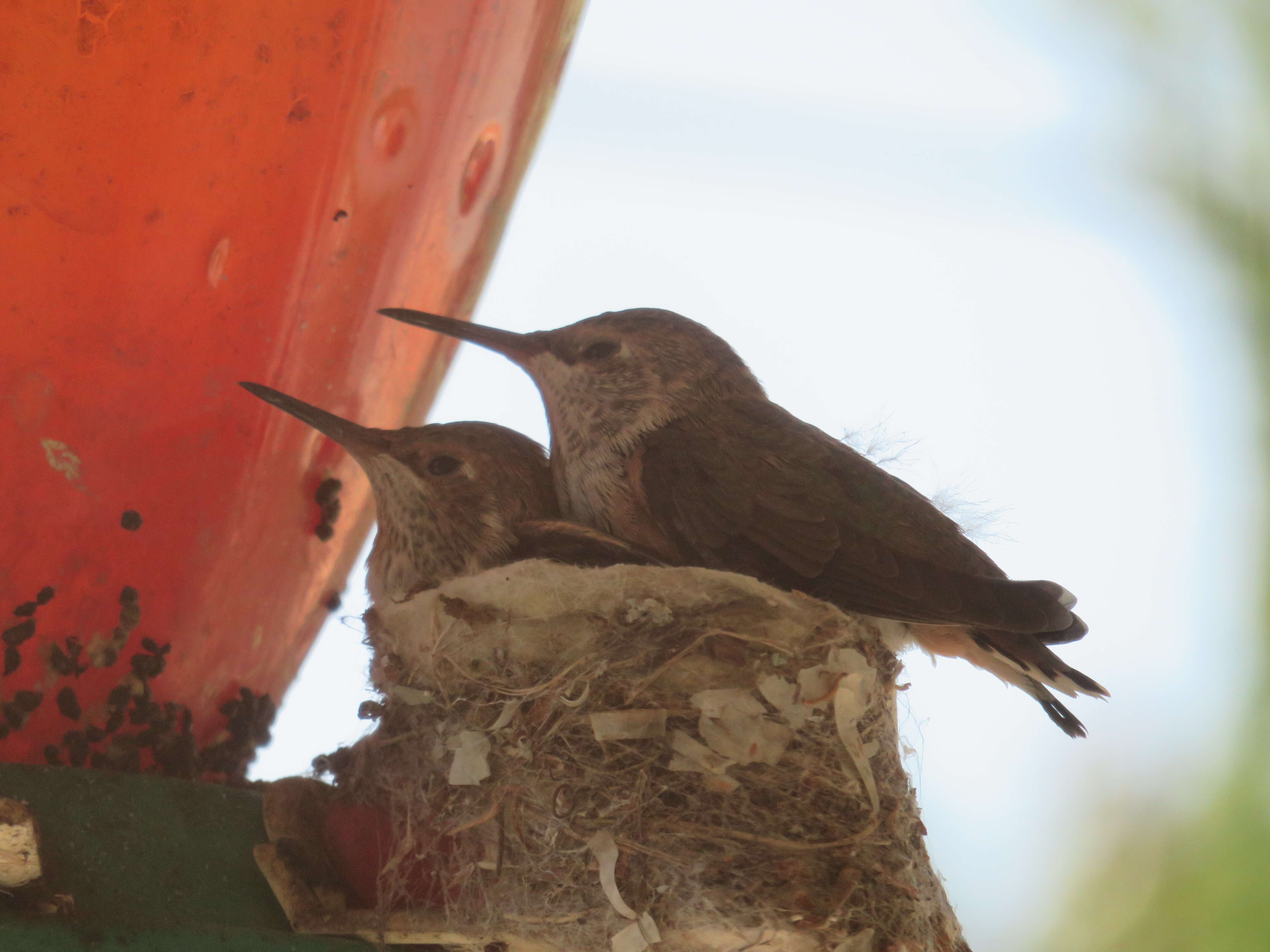 Image de Colibri roux