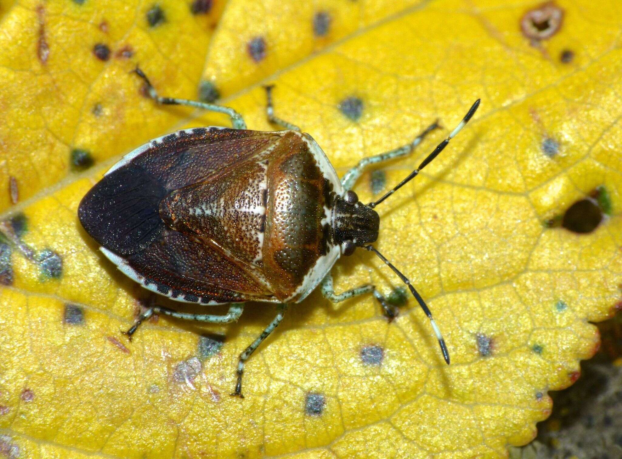 Image of Pittosporum shield bug