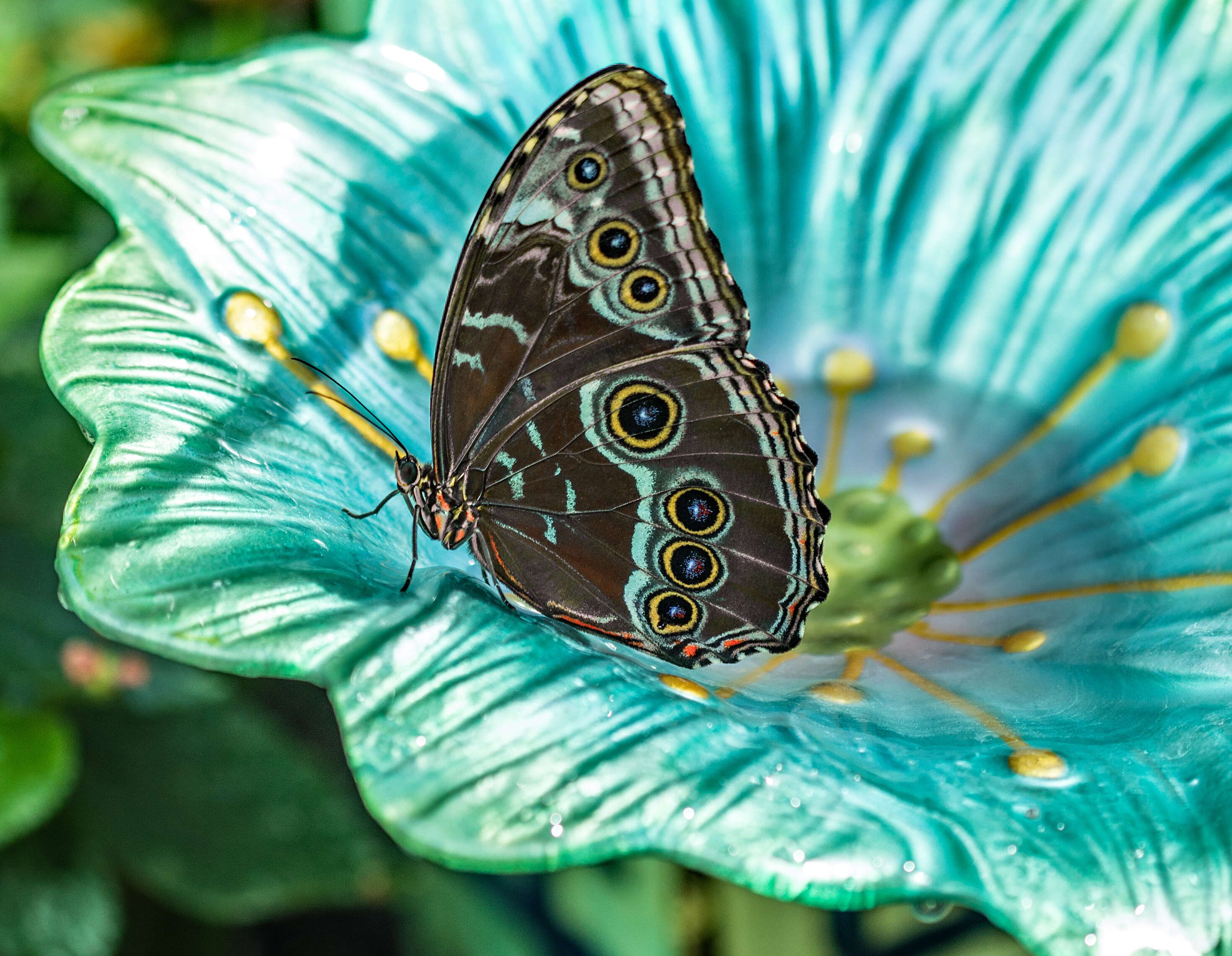 Image of Blue-banded Morpho Butterfly