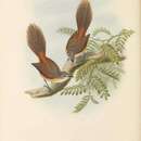 Image of Long-tailed Fantail