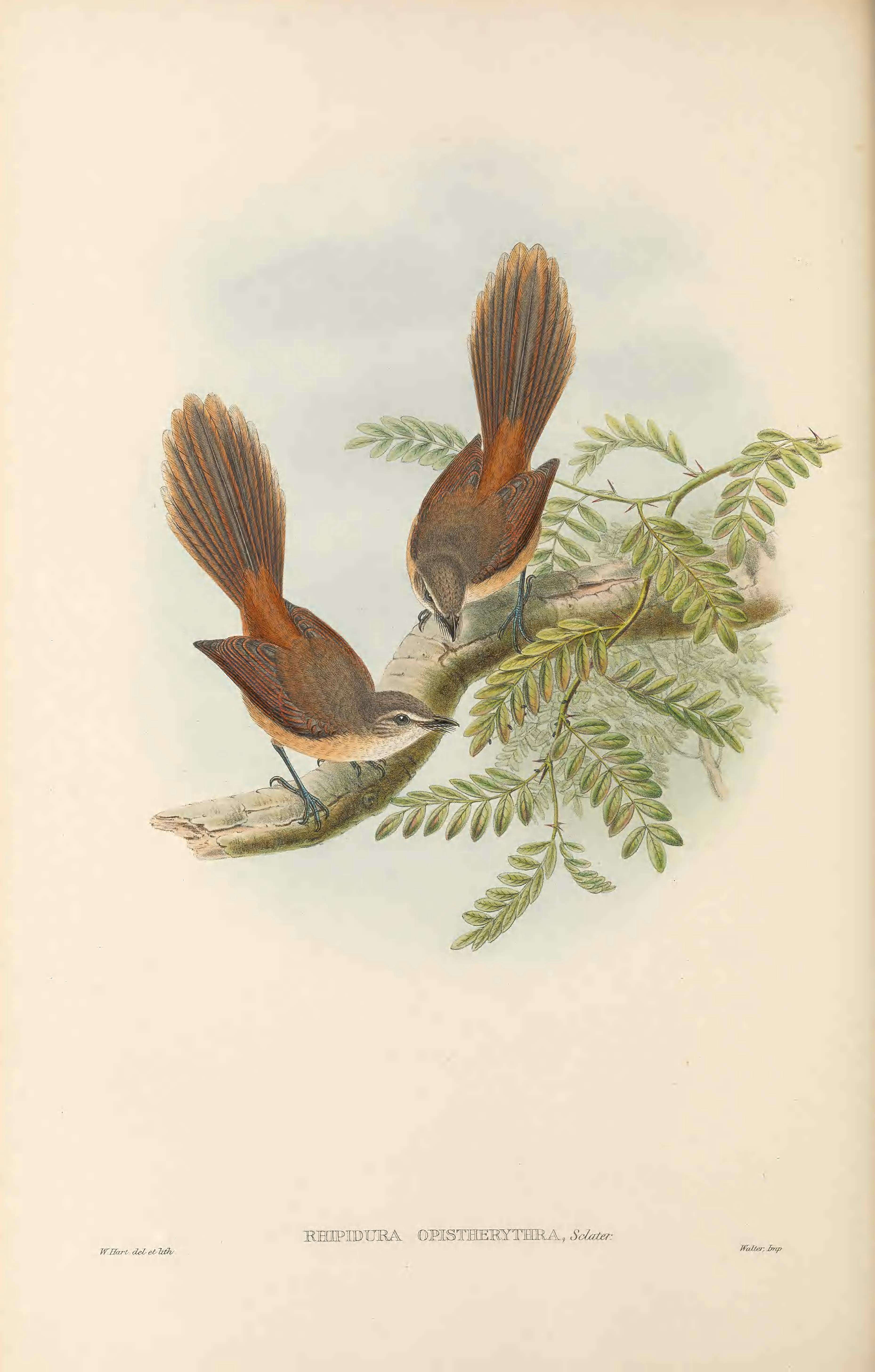 Image of Long-tailed Fantail