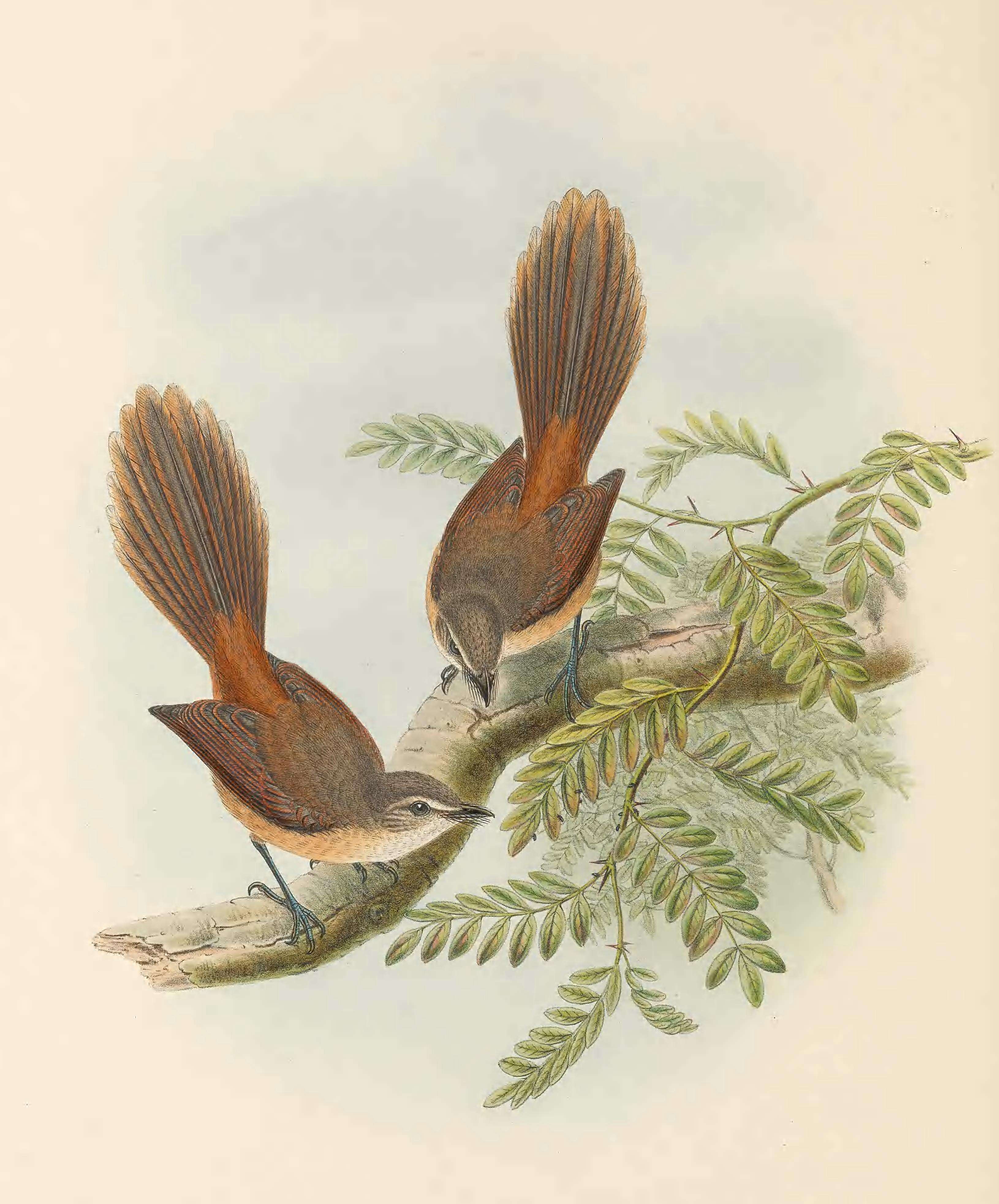 Слика од Rhipidura opistherythra Sclater & PL 1883