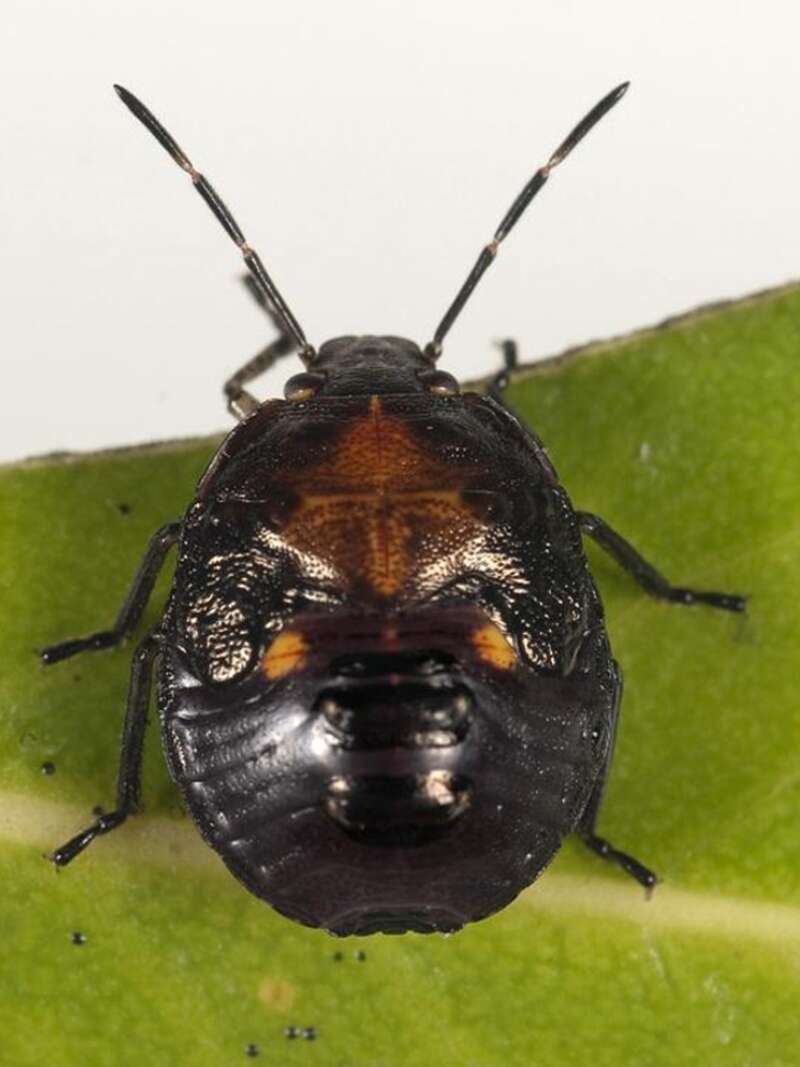 Image of Pittosporum shield bug