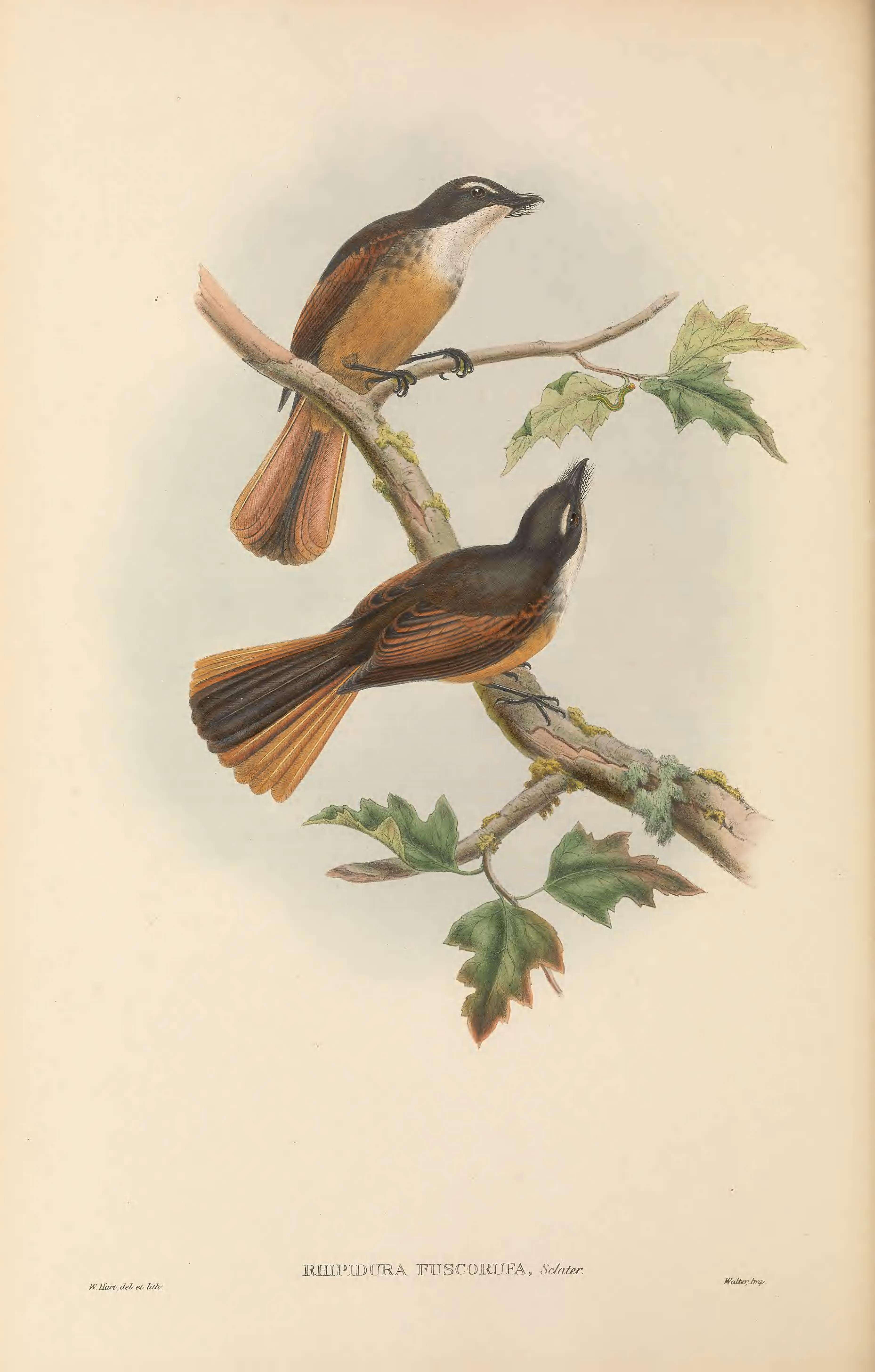 Image of Cinnamon-tailed Fantail