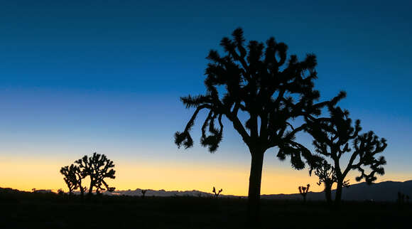 Слика од Yucca brevifolia Engelm.