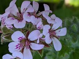 Слика од Pelargonium australe (Poir.) Jacq.