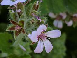 Слика од Pelargonium australe (Poir.) Jacq.