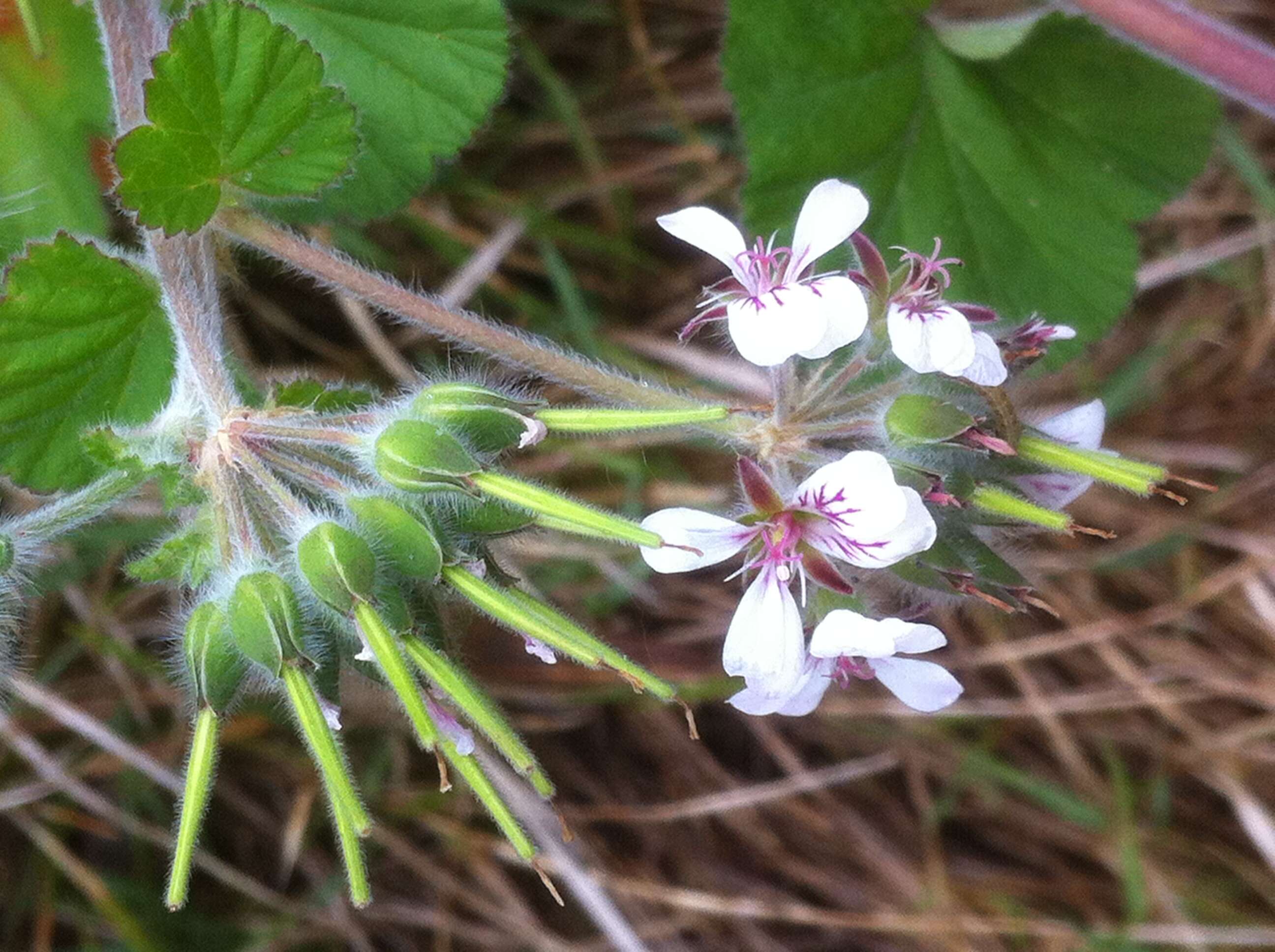 Слика од Pelargonium australe (Poir.) Jacq.