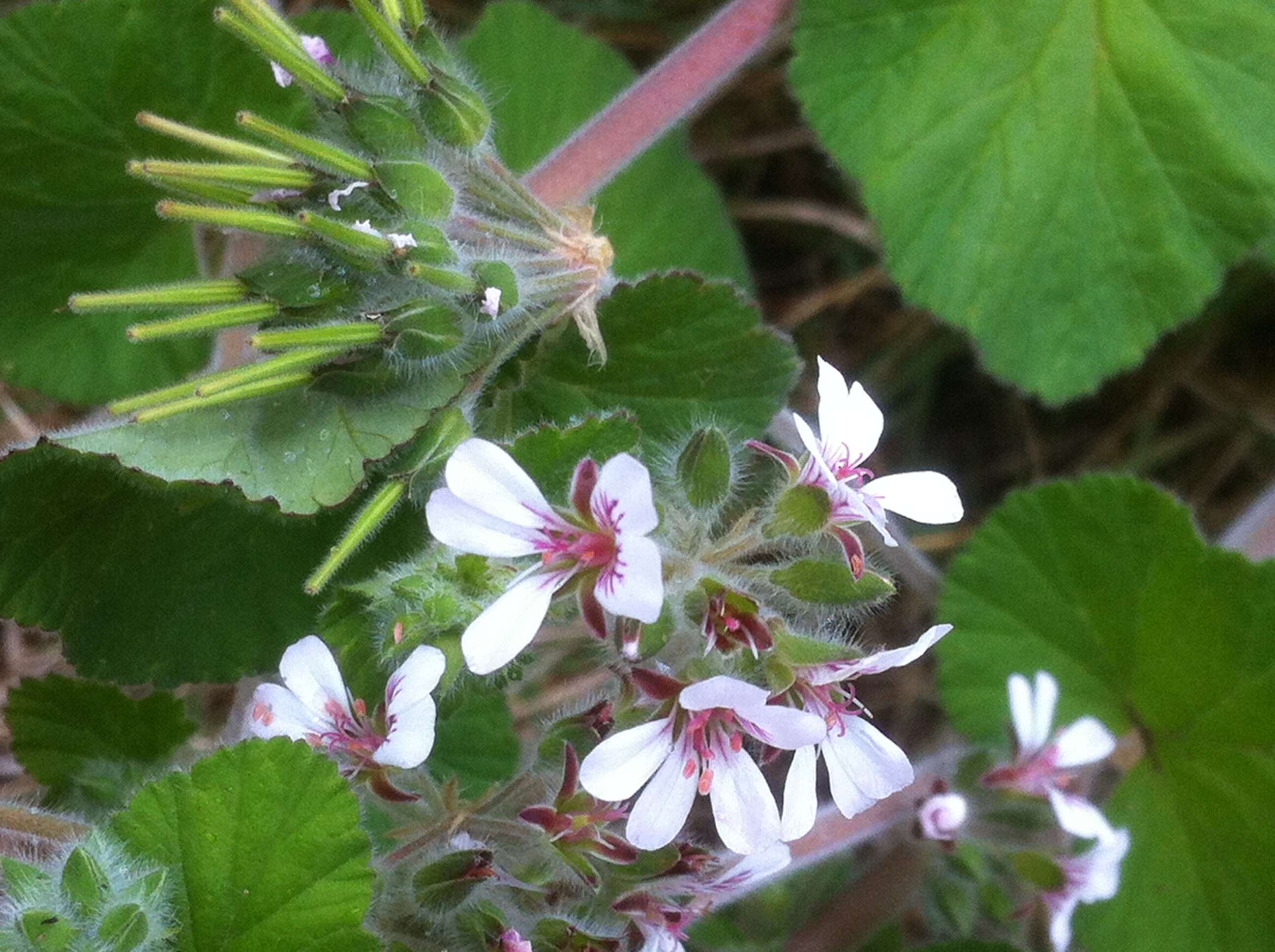 Слика од Pelargonium australe (Poir.) Jacq.