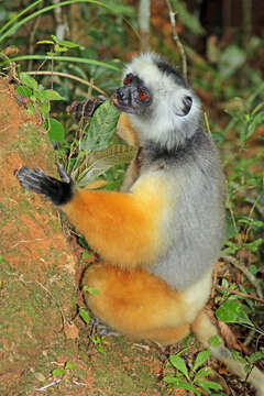 Image of Diadem Sifaka