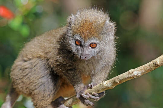 Image of Bamboo Lemur