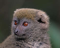 Image of Bamboo Lemur