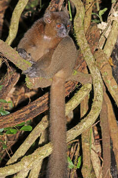 Image of Prolemur Gray 1870