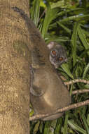 Image of Hawks' Sportive Lemur