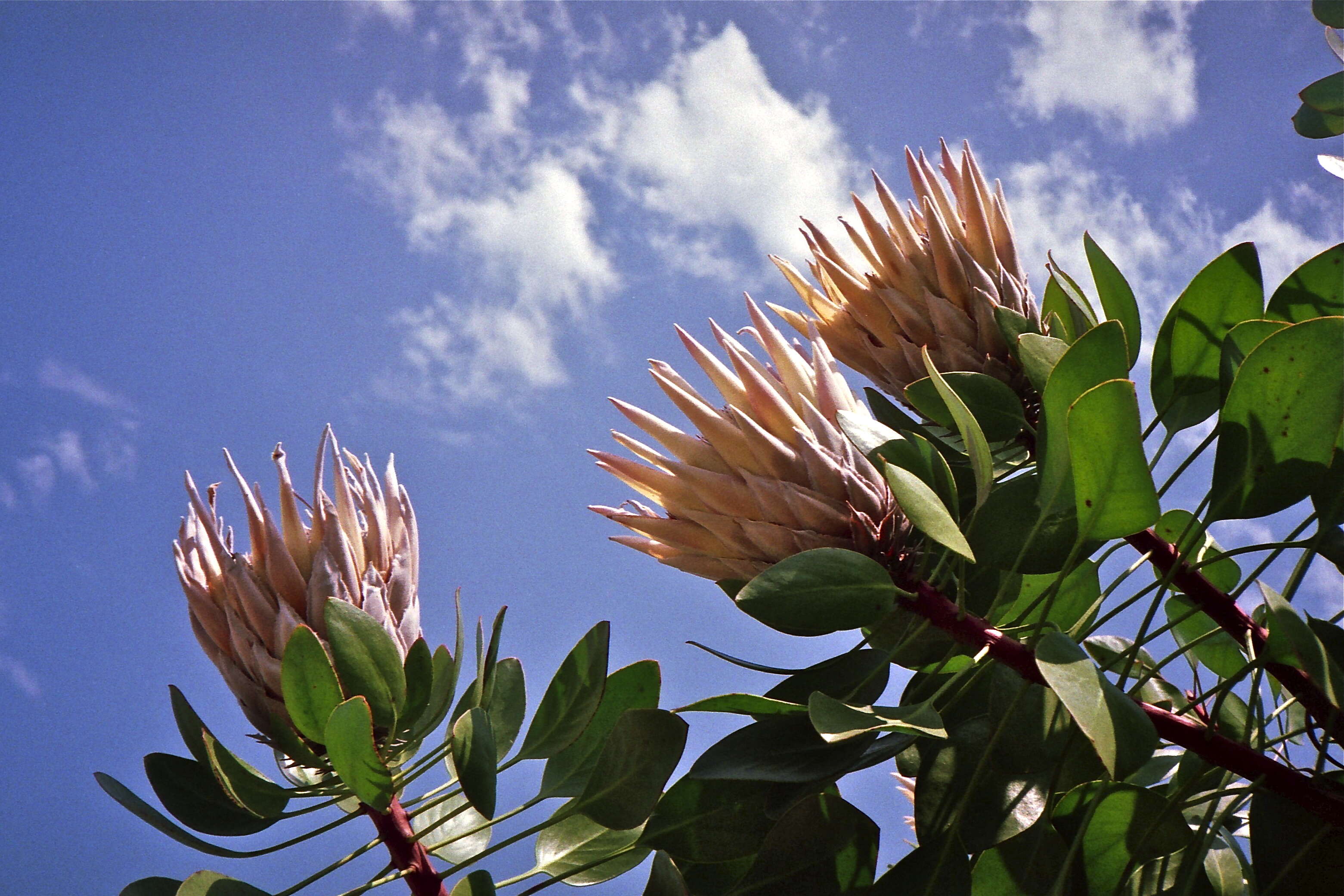 Imagem de Protea cynaroides (L.) L.