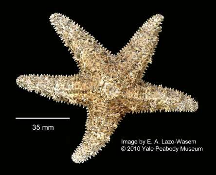 Image of ochre sea star