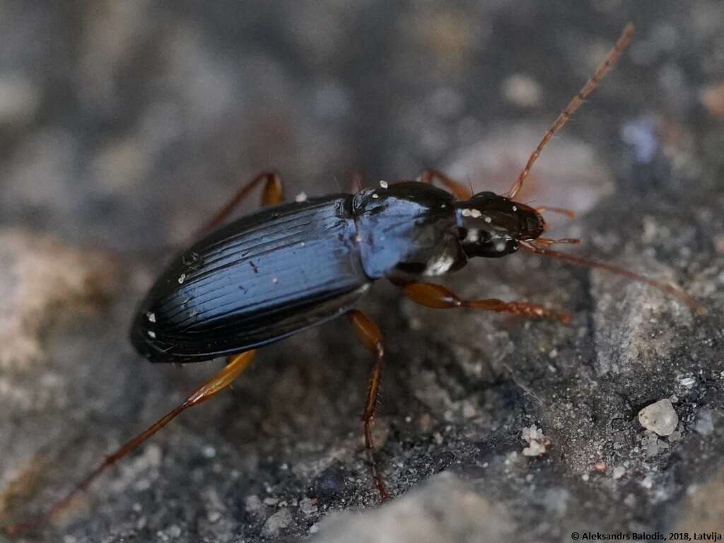 Image of Calathus (Neocalathus) erratus (C. R. Sahlberg 1827)