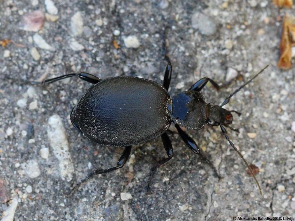 Image of Cychrus caraboides (Linnaeus 1758)