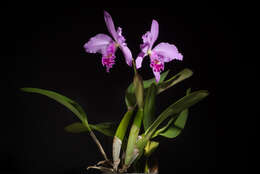 Imagem de Cattleya warneri T. Moore ex R. Warner