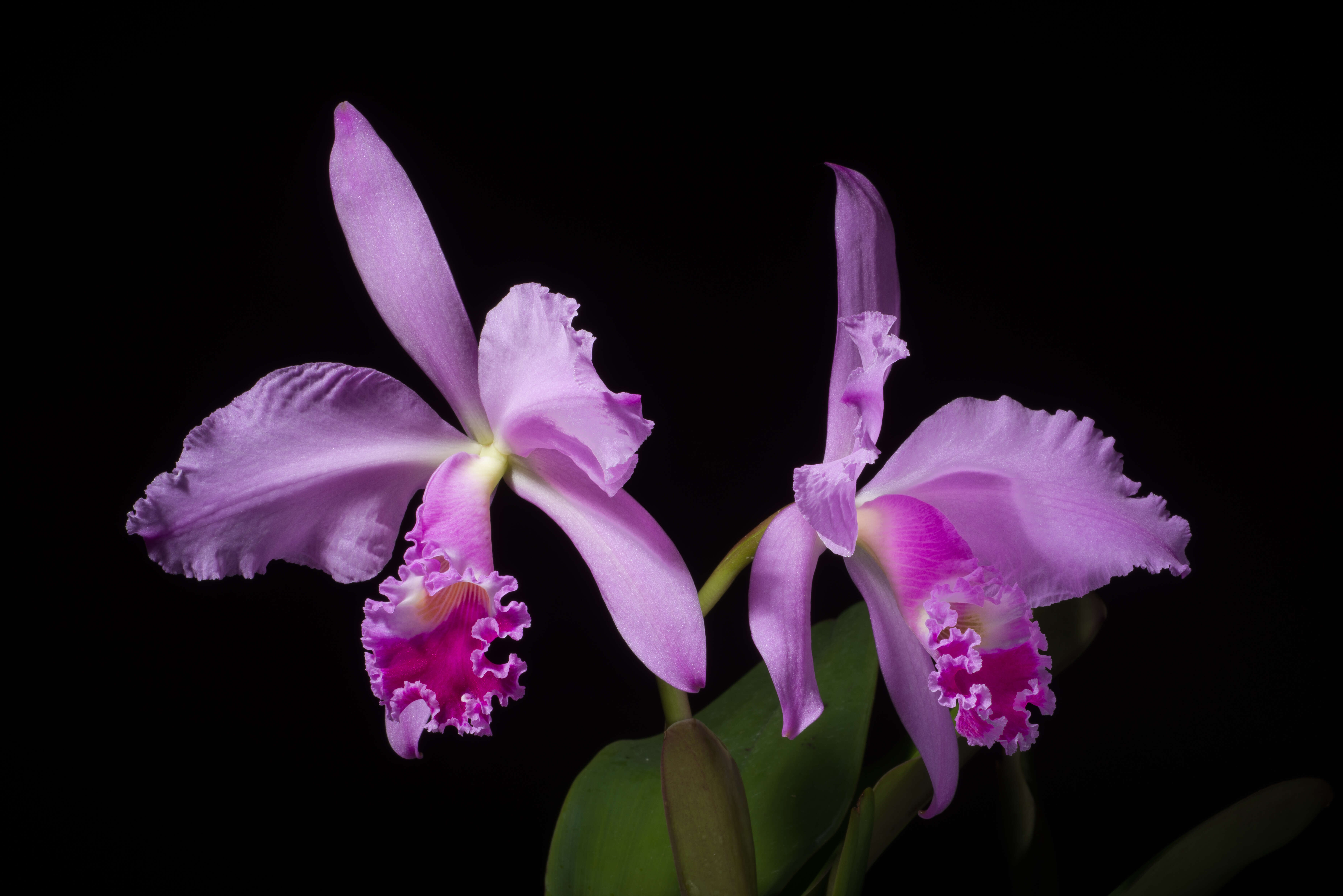 Imagem de Cattleya warneri T. Moore ex R. Warner