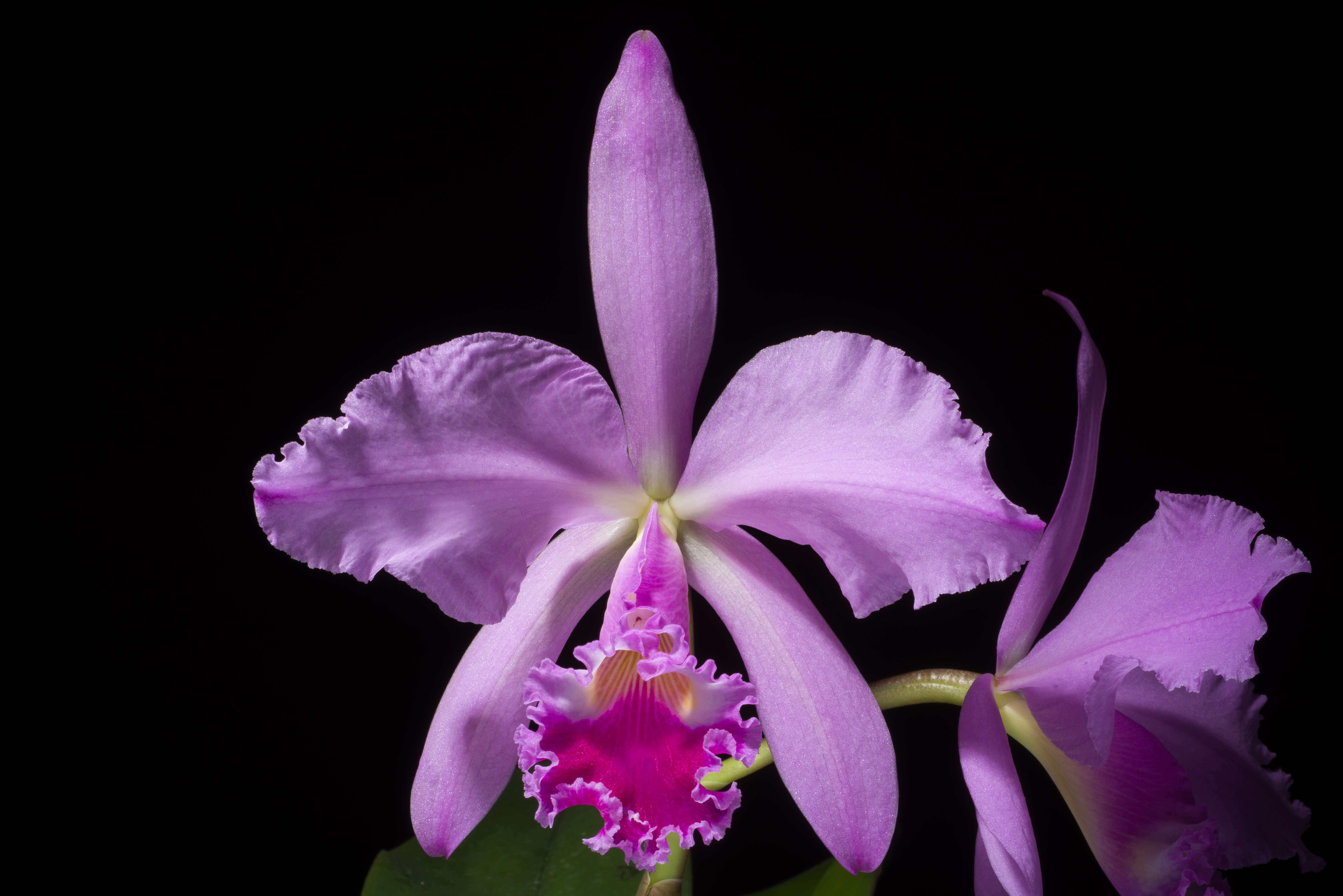 Imagem de Cattleya warneri T. Moore ex R. Warner