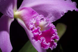 Imagem de Cattleya warneri T. Moore ex R. Warner