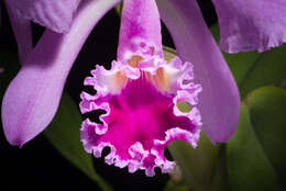 Imagem de Cattleya warneri T. Moore ex R. Warner