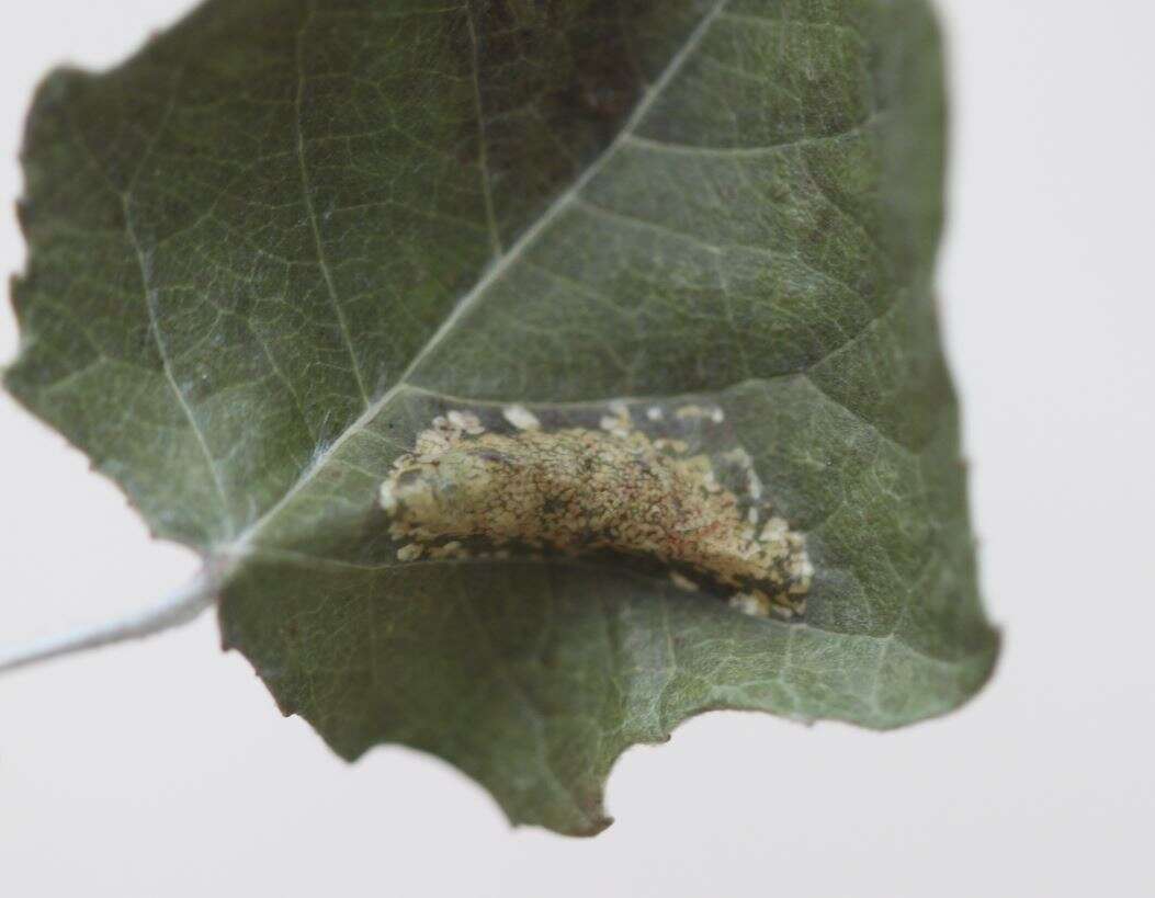 Image of Winter Poplar Midget