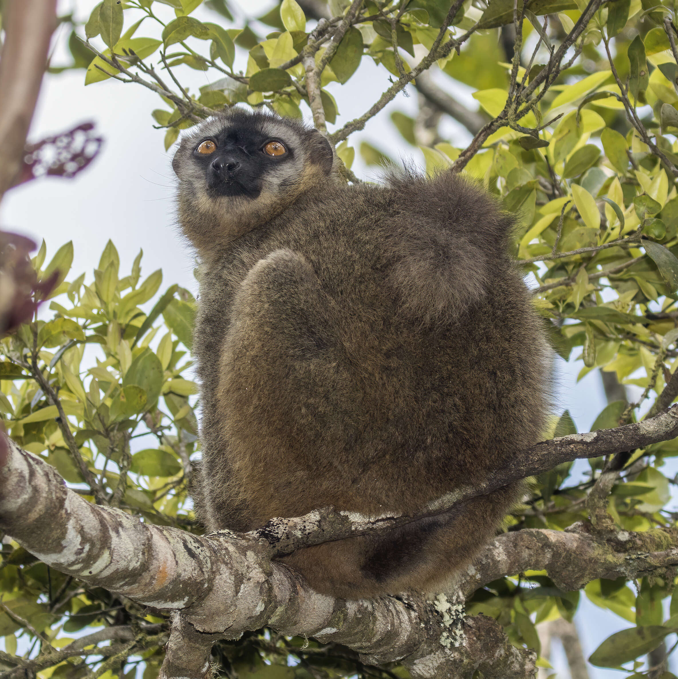 Image of Bennett's Brown Lemur