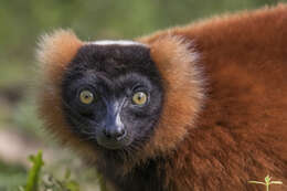 Image of Red Ruffed Lemur