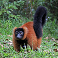 Image of Red Ruffed Lemur