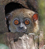 Image of sportive lemurs