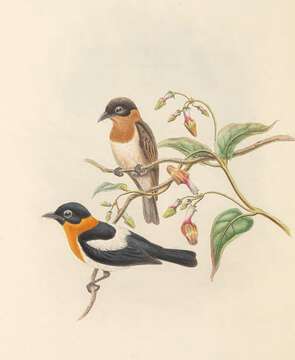 صورة Arses insularis (Meyer & AB 1874)